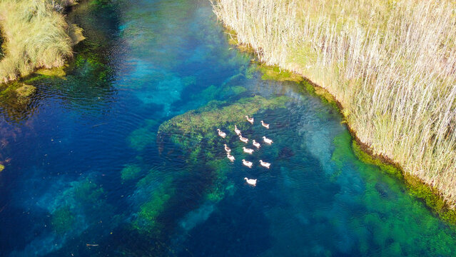 Top View of Ducks Swimming on Crystal Clear Azmak River with Visible Underwater Plants in Akyaka Turkey