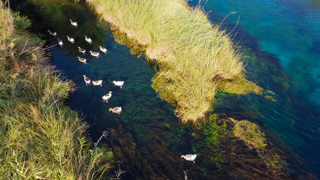 Top View of Ducks Swimming on Crystal Clear Azmak River with Visible Underwater Plants in Akyaka Turkey