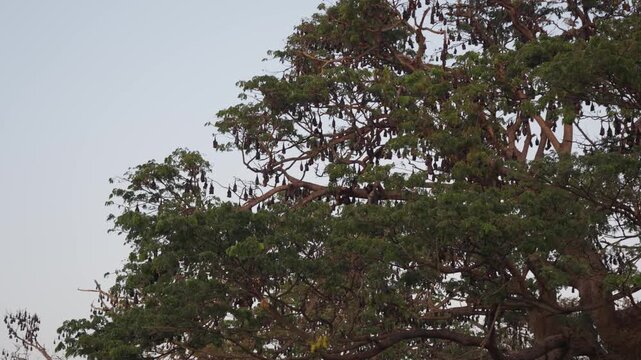 A large colony of flying foxes on a huge rain tree against the dark evening sky
