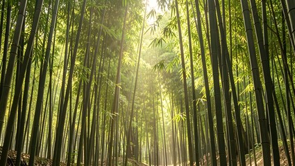 Fototapeta premium Bamboo trees in forest