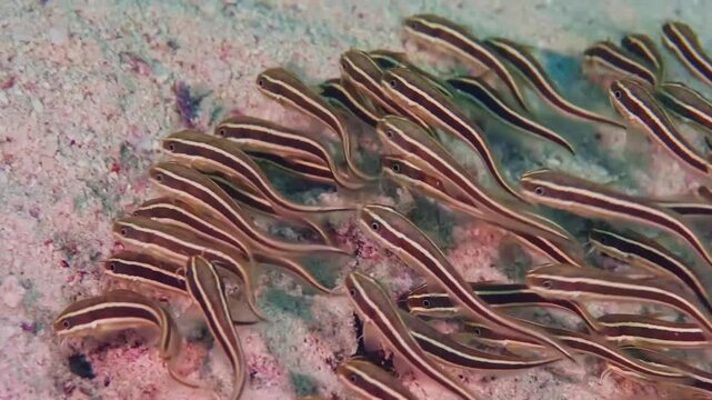 A mesmerizing school of juvenile Striped Eel Catfish Plotosus lineatus gracefully navigating a vibrant tropical coral reef environment. This footage captures the unique schooling behavior of these fas