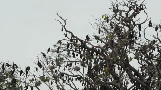 A large colony of flying foxes on a huge rain tree against the dark evening sky