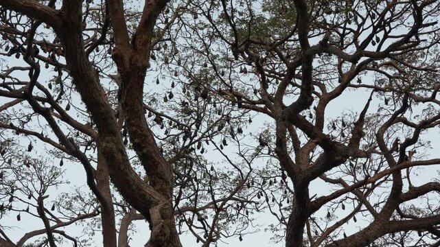 A large colony of flying foxes on a huge rain tree against the dark evening sky