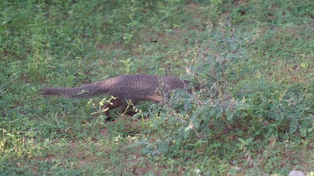 Herpestes, mongoose family Herpestidae in the Yala National Park in the morning