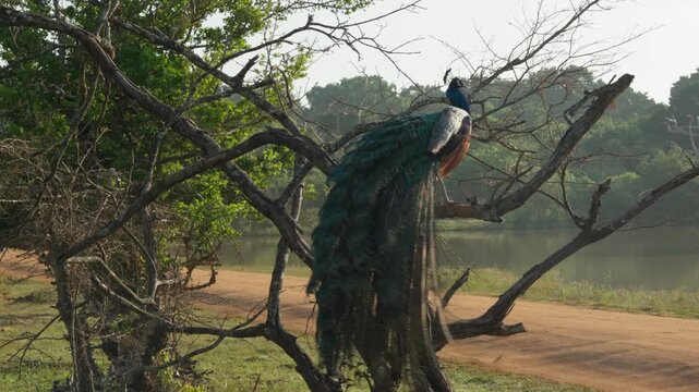 A male wild peacock sitting on a tree in the Yala National Park in the morning