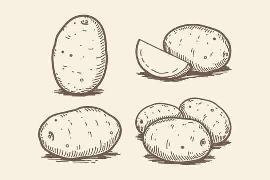 Hand drawn potatoes and potato slice tuber root vegetable