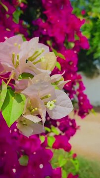Pink and White Bougainvillea Flowers