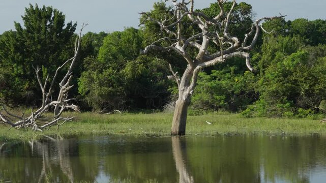 Picturesque landscapes in the Yala National Park in the morning with wading birds foraging in the water