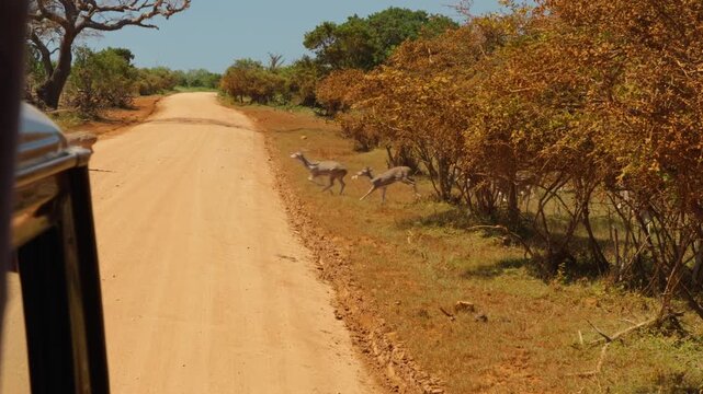 The chital (Axis axis) herd on road. Spotted deer and axis deer in the Yala National Park in the morning