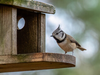 Crested tit bird on a wooden bird feeder © Sarah