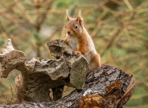 Close up of a cute snd curious little red squirrel in the Scottish woodland