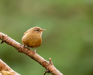 Obraz premium Small bird wren singing on a branch with natural background 