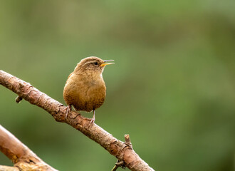 Obraz premium Small bird wren singing on a branch with natural background 