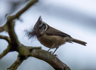 Crested tit bird gathering nesting materials in the forest in the highlands of Scotland © Sarah
