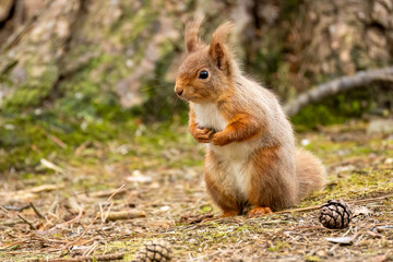 Close up of a cute snd curious little red squirrel in the Scottish woodland © Sarah