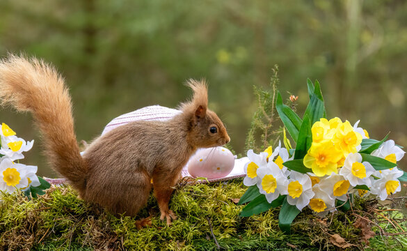 Adorable Scottish red squirrel in an easter spring scene in the woodland with a pink bonnet and colourful easter egg decorations 