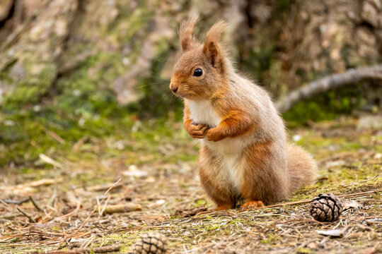Close up of a cute snd curious little red squirrel in the Scottish woodland