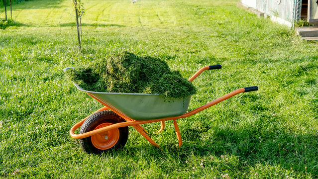 Green grassy yard holds a wheelbarrow