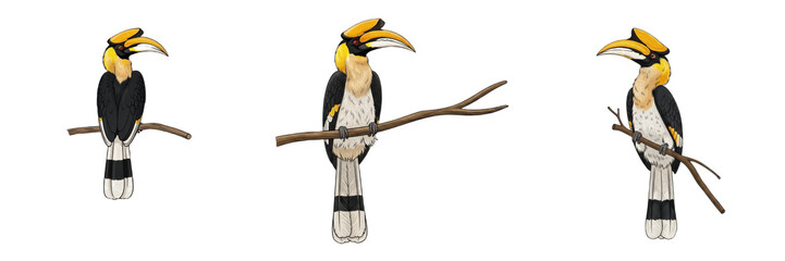 Set of great hornbill birds perching on branches isolated on white background, Buceros bicornis tropical wildlife illustration sequence © Wazir