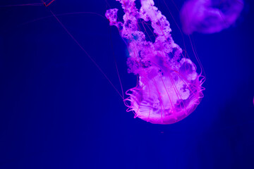 Obraz premium Ethereal Jellyfish Floating Gracefully in a Clear Tank Against a Vibrant Blue Background