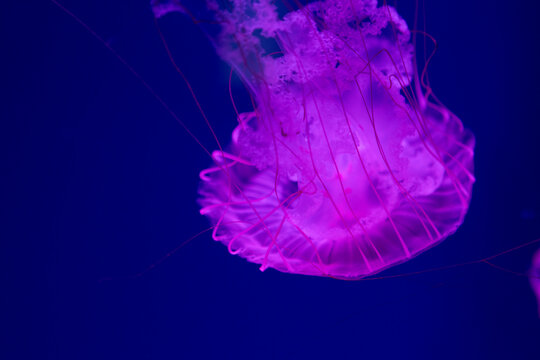 Mesmerizing Jellyfish Floating Gracefully in a Tank Against a Vibrant Blue Background