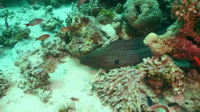 Underwater footage captures a majestic giant moray eel Gymnothorax javanicus resting within the vibrant coral reef, surrounded by colorful tropical fish.