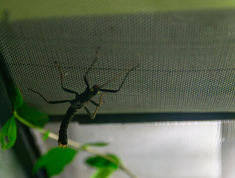 Rare Endangered Black Beauty Stick Insect (Peruphasma schultei) from Peru, golden-eyed phasmid on mesh background,