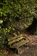 Fototapeta premium Old wooden bench tucked under lush green foliage in a quiet park corner