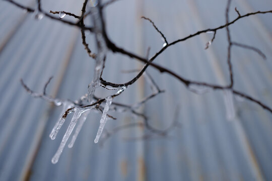 Gla&ccedil;ons sur une branche d'arbre devant un mur en t&ocirc;le ondul&eacute;e en hiver. Verglas sur une branche, Qu&eacute;bec, Canada.	