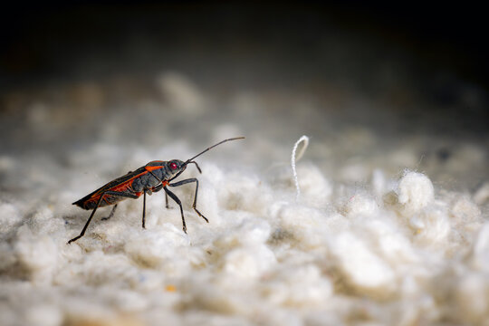 Macro photograph of boxelder bug with shallow depth of field