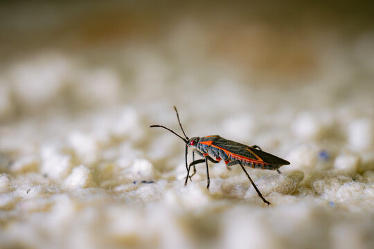Macro photograph of boxelder bug with shallow depth of field