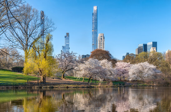 Spring view of Central Park with Yoshino cherry trees, lake reflection and Billionaires Row skyscrapers in Midtown Manhattan, New York City