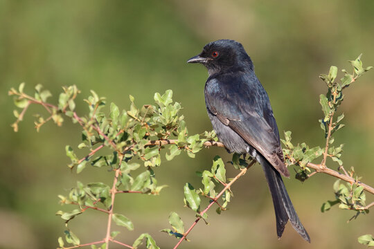 Gabelschwanzdrongo / Fork-tailed drongo / Dicrurus adsimilis