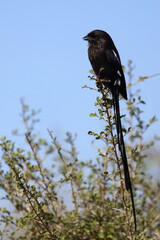 Fototapeta premium Schachwürger / Long-tailed shrike - Magpie shrike / Lanius schach