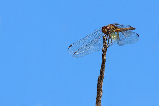 Libelle / Dragon-Fly / Anisoptera