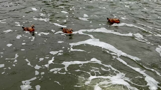 Small Ruddy shelduck ducklings on lake in the summer. It is a waterfowl of the duck family, similar to the common one. Ducklings learn to swim and dive to get food from the bottom of the pond.