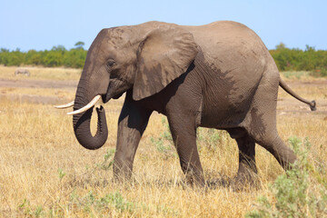 Fototapeta premium Afrikanischer Elefant / African elephant / Loxodonta africana