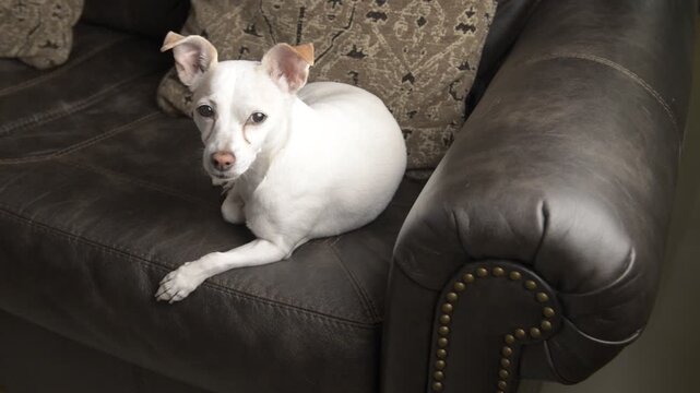 Perrito descansando viendo a la camara, en el sofa de una casa en familia. Concepto de mascotas dentro del hogar
