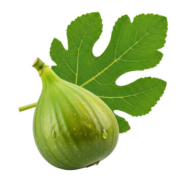 Green fig with leaf and water drops