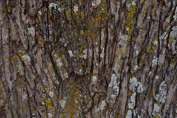 Obraz premium Tree Bark