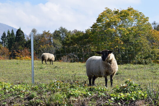 ヒツジの放牧 高原牧場