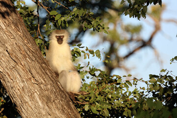 Obraz premium Grüne Meerkatze / Vervet monkey / Cercopithecus aethiops
