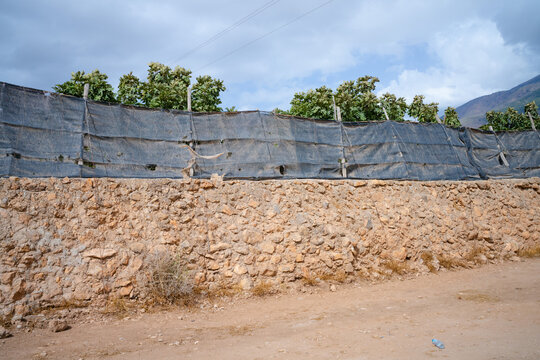 wind protection agriculture fence plastic wall tree intensive farming dry road - Poniente Almeriense - Dal&iacute;as, Almer&iacute;a, Spain - 2025