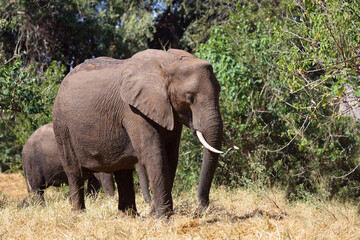 Fototapeta premium Afrikanischer Elefant / African elephant / Loxodonta africana