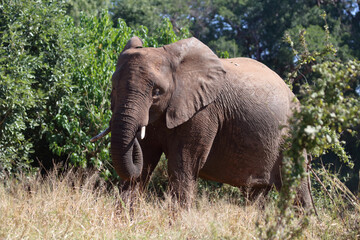 Fototapeta premium Afrikanischer Elefant / African elephant / Loxodonta africana