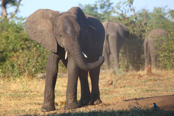 Fototapeta premium Afrikanischer Elefant / African elephant / Loxodonta africana
