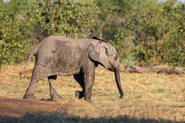 Fototapeta premium Afrikanischer Elefant / African elephant / Loxodonta africana
