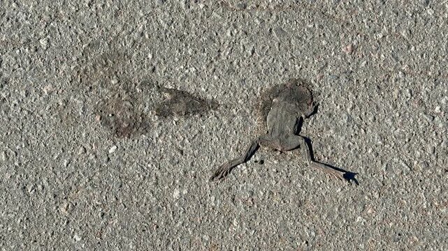 Dead frog skeleton on road closeup showing flattened skin and exposed bones on asphalt and gravel, crushed limb outlines.