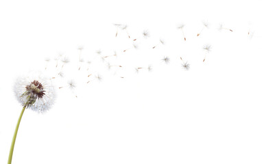 Delicate dandelion head releasing fluffy seeds carried away by an unseen artistic breeze creating glowing trails  © devdesignnotes