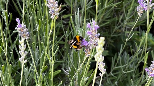 Abeja sobre flor de lavanda recolectando polen